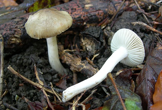 Hygrocybe  fornicata  (Fr.)   Singer